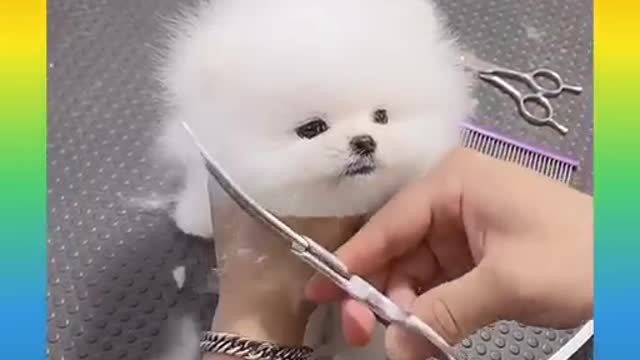 ๐Most attractive cute๐๐ and Funny Dogs Beautiful Videos 03 #Rumble