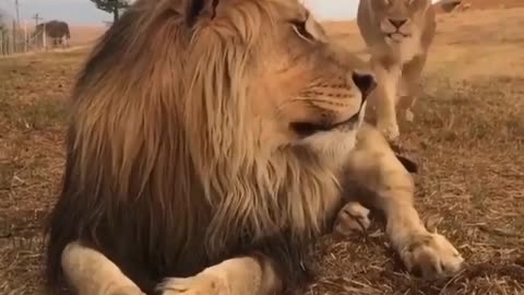 #Lion video