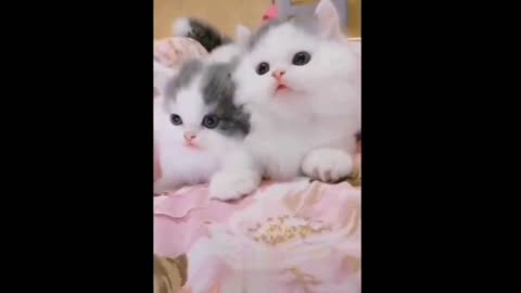 Cute and Fluffy Cats Videos ♥ Best Funny Cats Video Compilation