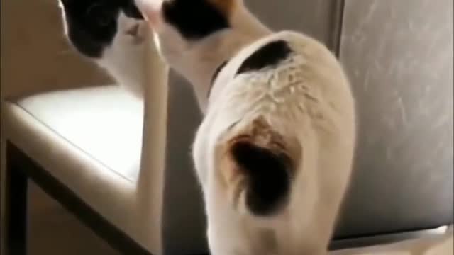 Pussy behavior of cats