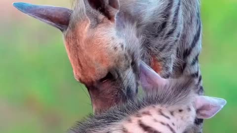 Hyena