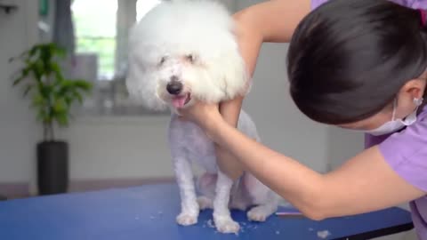 MATTED POODLE GROOMING🐶❤️Complete shave down!!