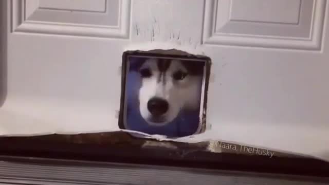 Cats and dogs.