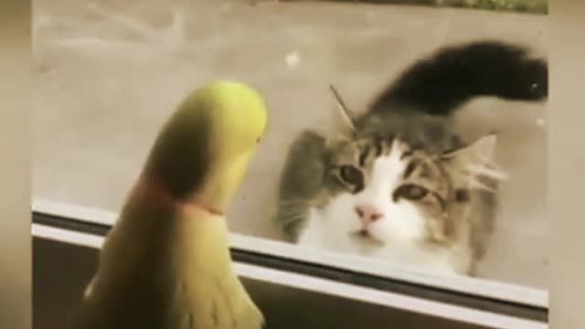 FUNNY CAT AND PARROT