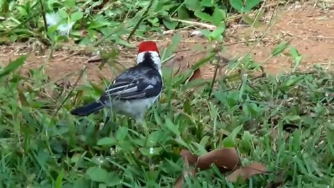 cardinal