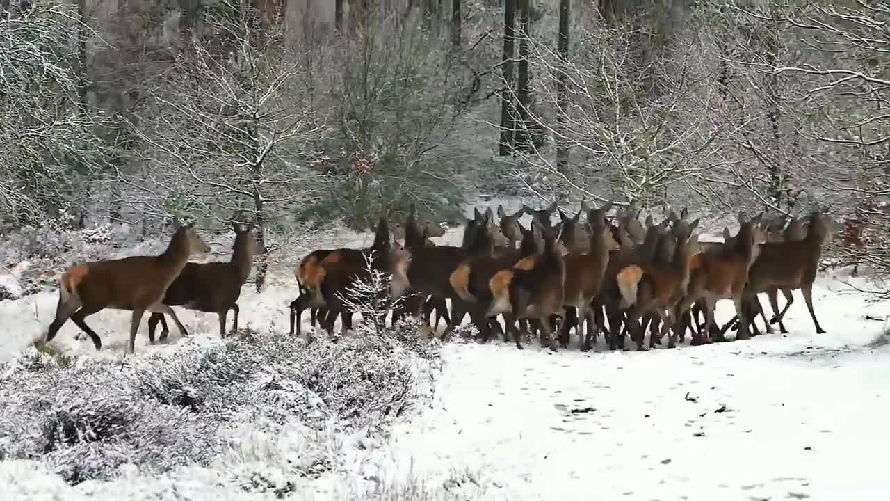 Wild Animal Stock Footage | No Copyright Wild Animal Video - Royalty-Free Footage