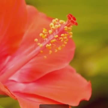 Top 5 Interesting Facts About Martinique