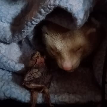Ferret eating breakfast quail