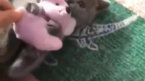 When a kitten has its new toy