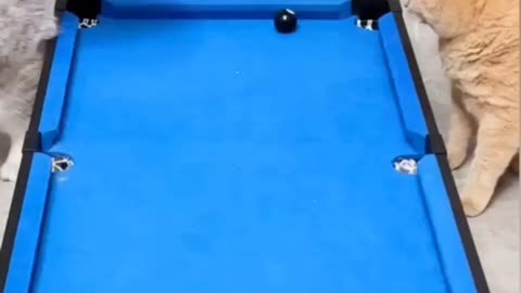 Cat Pro poll player cat