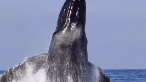 Humpback Whale