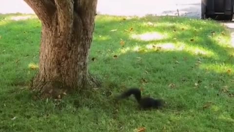 Cat and squirrel moments