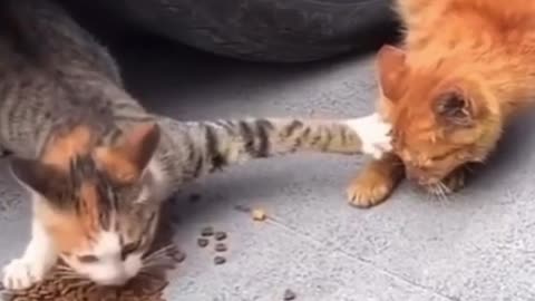 Cat fight for food😢