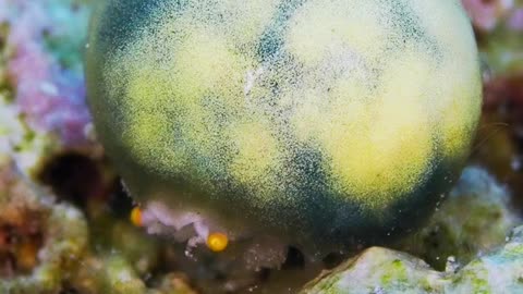 The Roundest Crab
