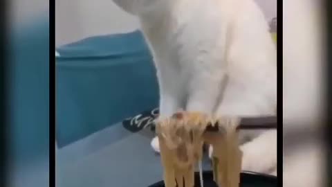 Cat funny videos