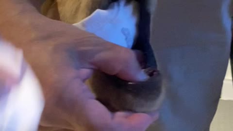 Golden Retriever is a Sock Thief