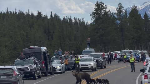 Blondie the Bear Crosses the Road with Her Cubs
