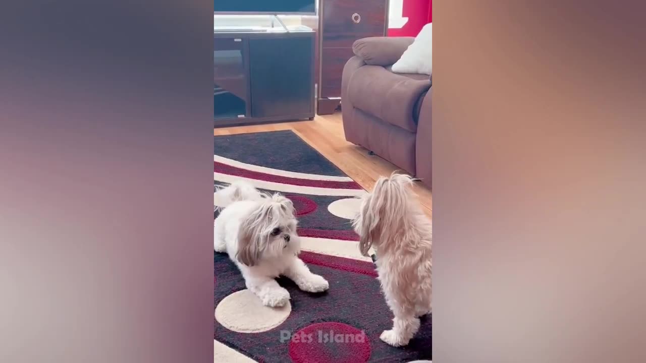 The funniest dog moments 2023