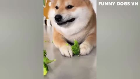 Funniest Animal Video