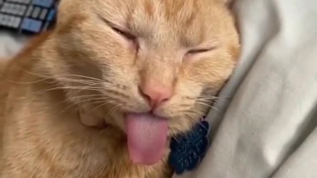 The most beautiful cats and funny clips