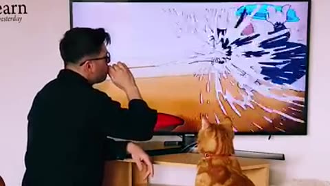 My Cat loves TOM & JERRY #cat #comedy #cute #shorts #youtubeshorts #funny #pets #petsofyoutube