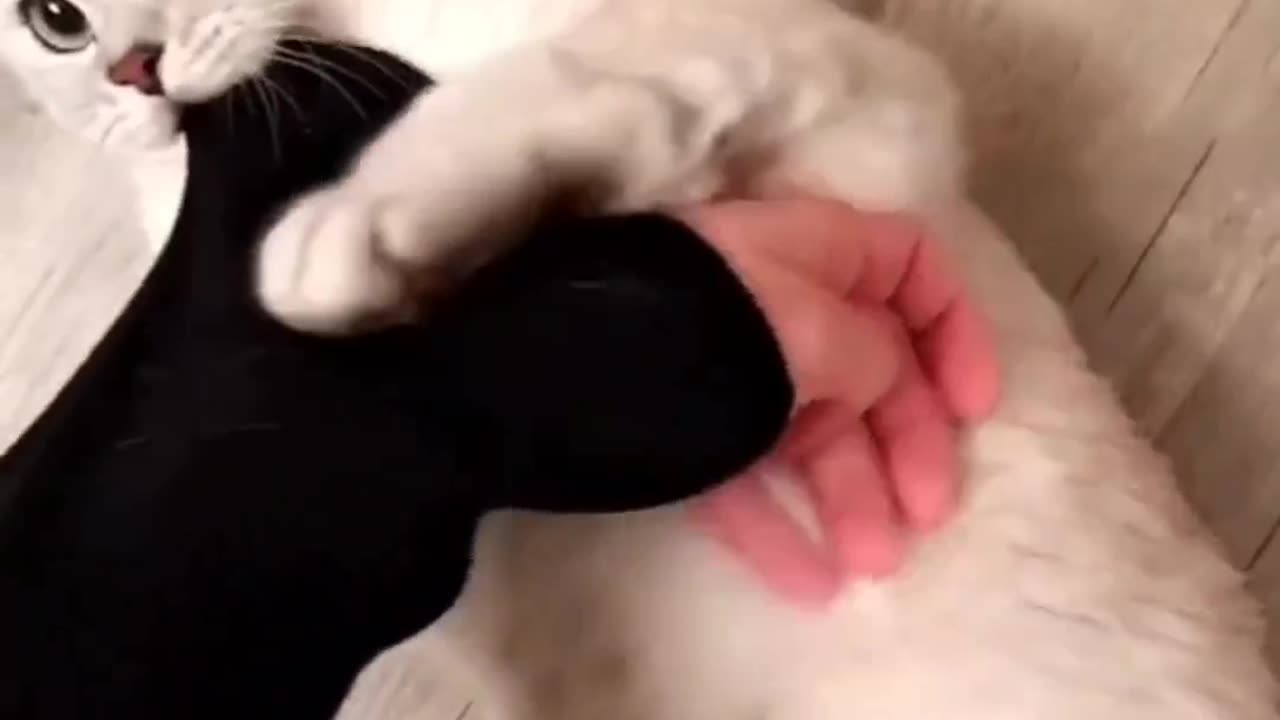 Cat funny videos 🤣