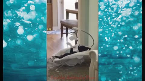 This cat thinks hes a todler LOL, Best Funniest Animal Video In The World||Funny Pet Animal