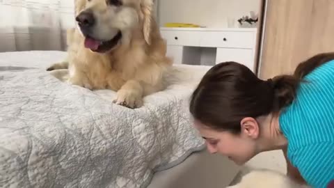 Puppy Demands Attention From Golden Retriever