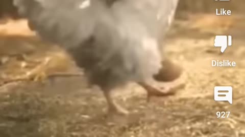 Naughty animal