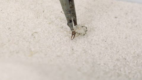 THE BRUTAL BATTLE OF THREE ANT LIONS AND TWO MOLE CRICKETS ! [Live feeding!]-2