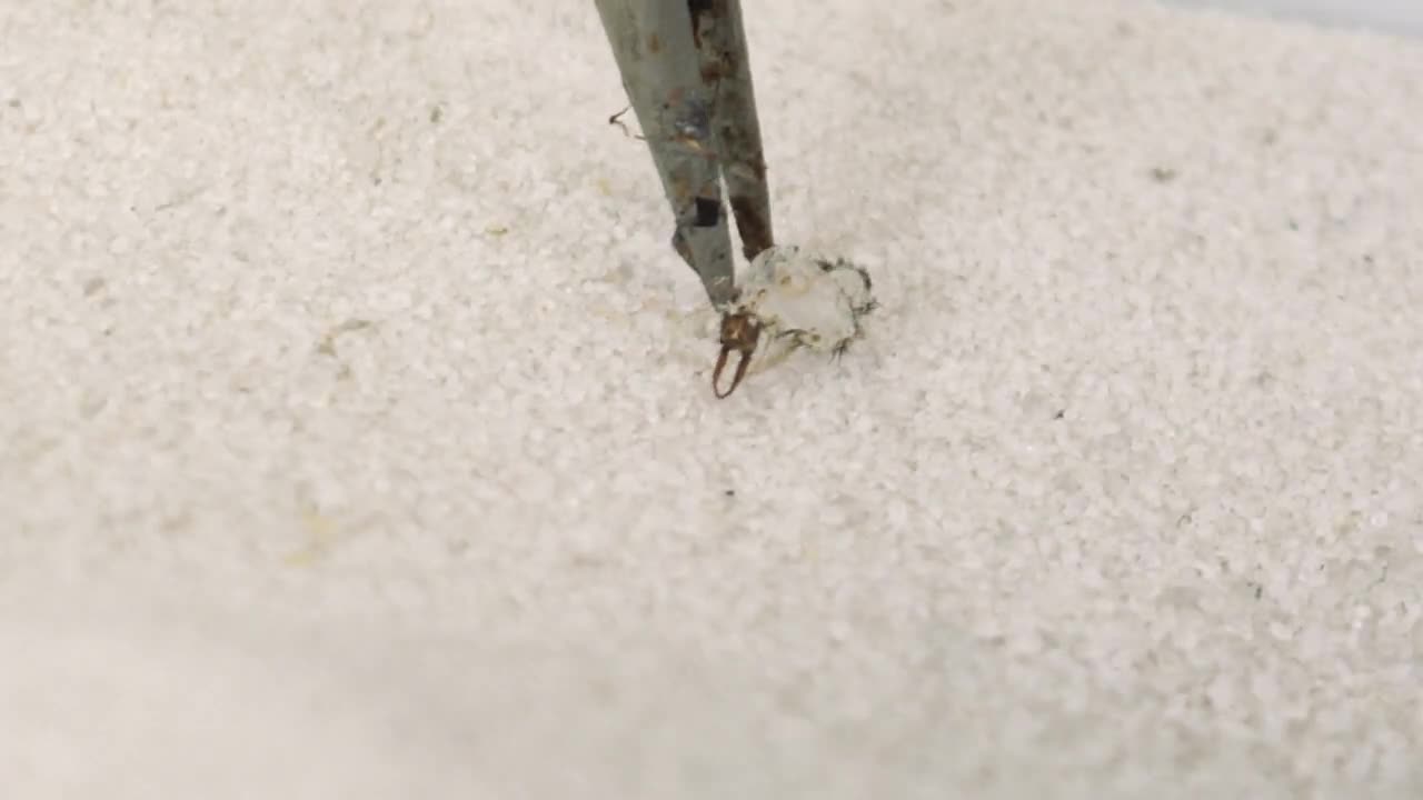THE BRUTAL BATTLE OF THREE ANT LIONS AND TWO MOLE CRICKETS ! [Live feeding!]-2