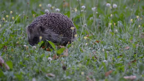 Hedgehog Garden Animal Foraging Cute Grass Spur