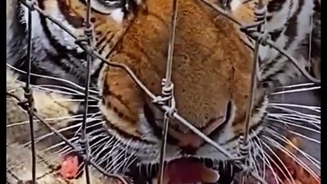 The tiger inside the iron net looks so fierce