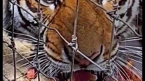 The tiger inside the iron net looks so fierce