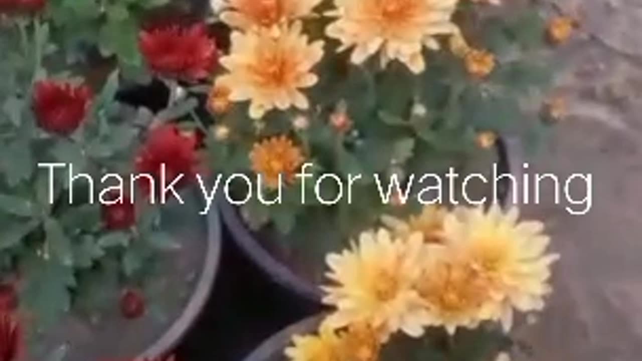 Chrysanthemum Flowering Plant Care | Gul E Daudi Plant | House Flower Plants ...