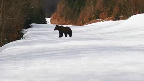 Skiing with the bear on the slope - 9 Martie 2021, Partia Cocosul Predeal Romania, by Mister Fox