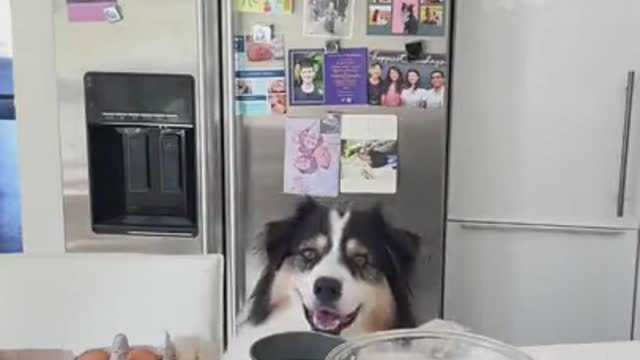 Dog making his own pumpkin pie hahaha