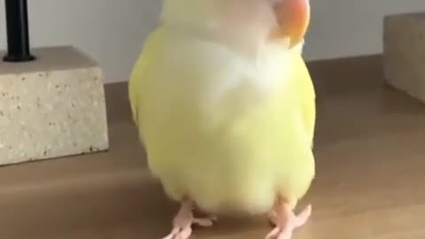 Smart parrot