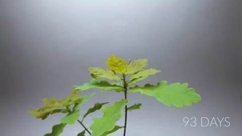 OAK TREE From ACORN Time Lapse