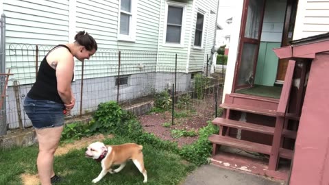 Clarks Summit Dog Trainers lll OLK9 Scranton lll 2 Year Old English Bulldog, Ruxin(Part 3)