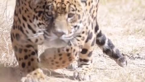 It's a Jaguar🐆 move
