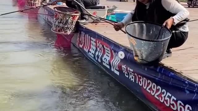 New Primitve Technology Fish Trap