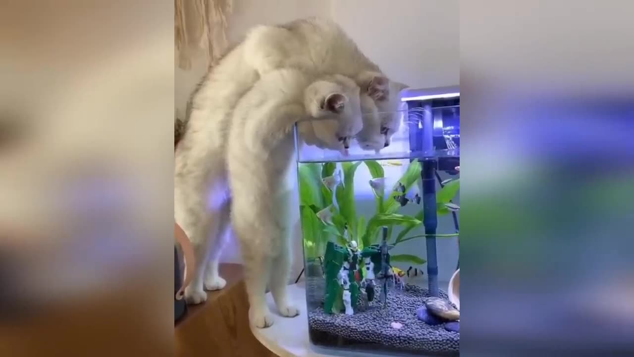 Cat funny video