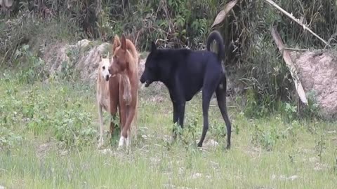 Rural dogs mating in my village