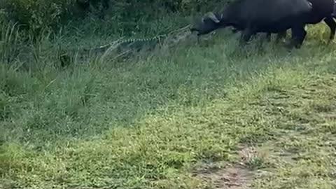 Buffalo fights to rescue his life from Crocodile attack