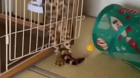Funny cats vs dogs videos