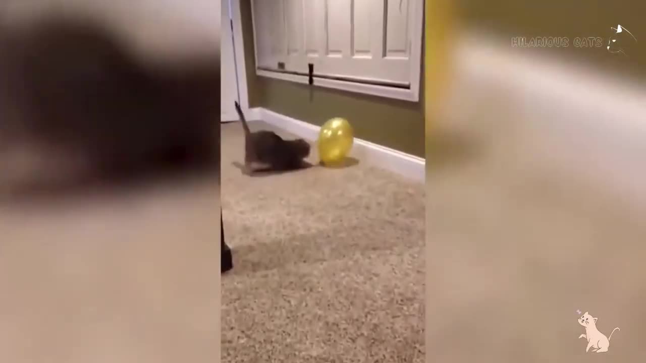 The Best Funny Cat Videos Of The 2023 - Funny Cats Compilation #04