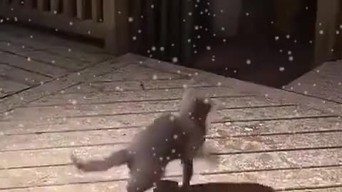 Cat enjoy snowing