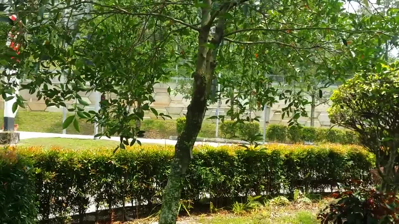 SARANG BURUNG di malaysia ada di mana-mana.