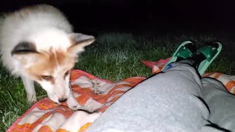 Spending the night with Jagger Fox 🦊